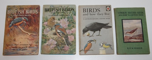 Ladybird british birds nests - ladybird,