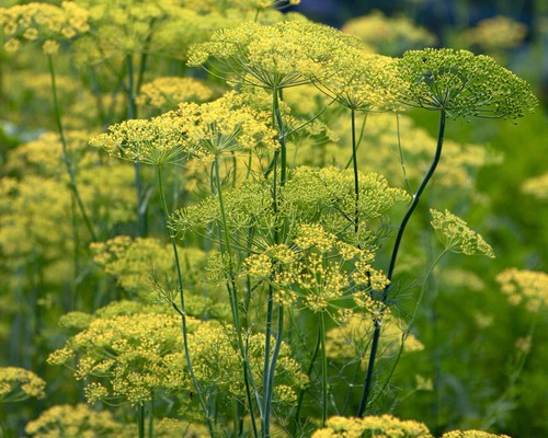 1000 dill seeds - x,