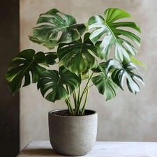 Unique Monstera Swiss Cheese