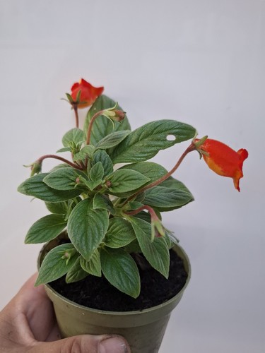 Rare sinningia gloxinia - rare,