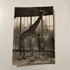 Giraffe & Foal. Basel Giraffenkind.  1954. Zoologisher. Baschi.