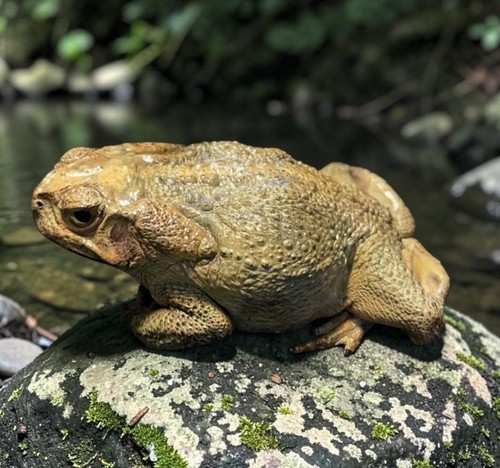 Mounted taxidermy cane toad 4 - mounted,