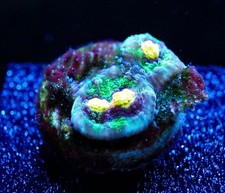 WYSIWYG Raja Rampage Chalice