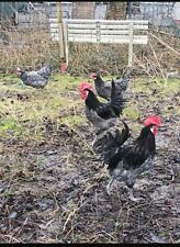 10 Blue Bresse Gauloise hatching eggs .Hatching eggs 