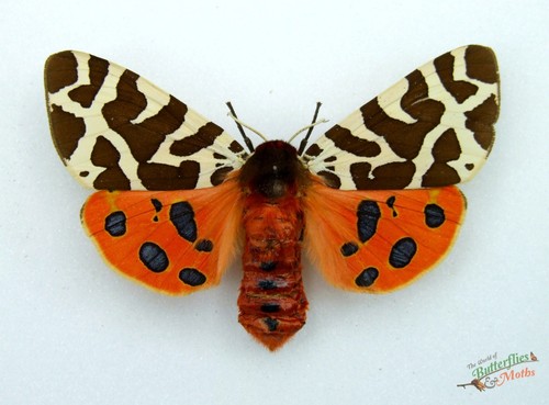 Garden tiger moth arctia caja - tiger,