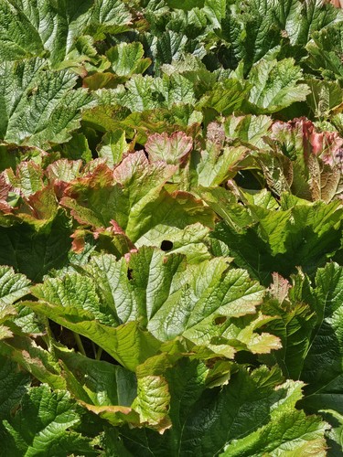 Darmera peltata hardy - darmera,