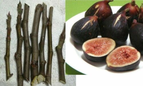 Cuttings original black - pc,