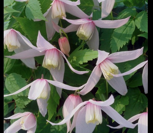 Clematis alpina willy cm - in,