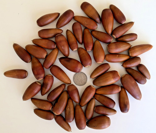 Real natural acorns ca - natural,