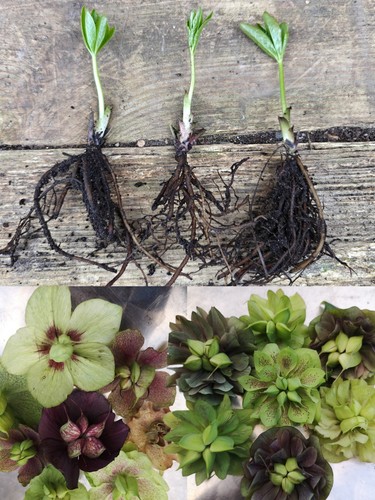 Hellebore year old - year,