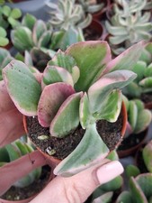 Crassula ovata Oblique