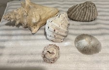 Natural Large Conch Shell One