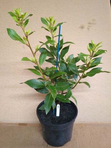 Bay tree plant laurus - bay,