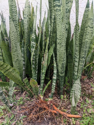 Sansevieria zeylanica dracaena - sansevieria,