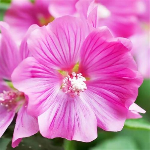 Lavatera bredon springs - lavatera,