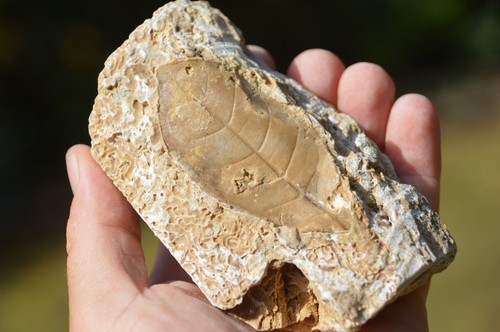 Amazing rare fossil - amazing,