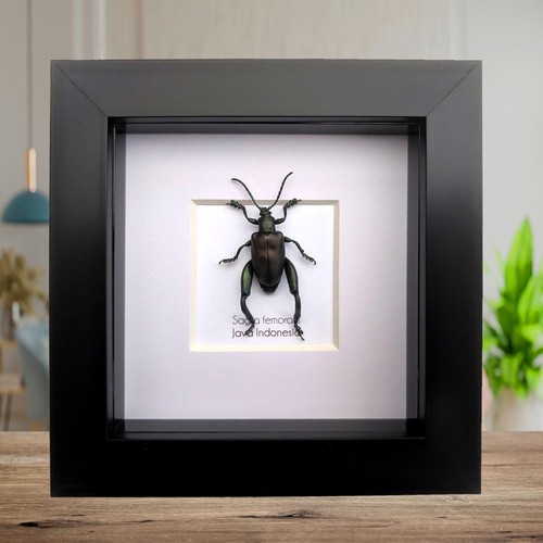 Framed sagra femoralis - sagra,