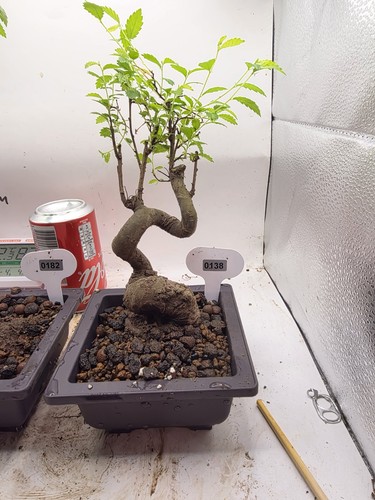 Chinese elm bonsai years - elm, 7