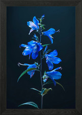 Elegant Lobelia Flower Framed