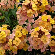 Erysimum  van goghs gold