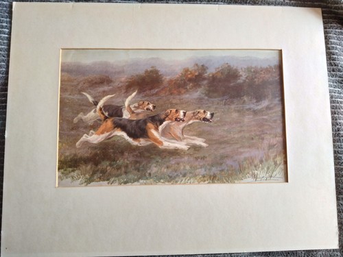Foxhounds maude earl - by,