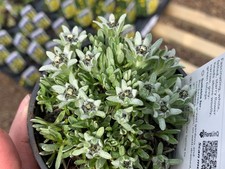 Leontopodium alpinum in 9cm