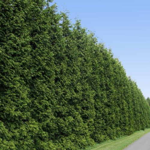 Tall potted thuja green - 2-3,