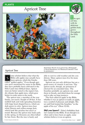 Apricot tree plants - #64.17,