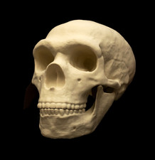 Neanderthal Skull Lifesize