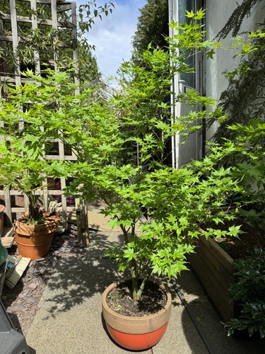 Acer palmatum going - palmatum,