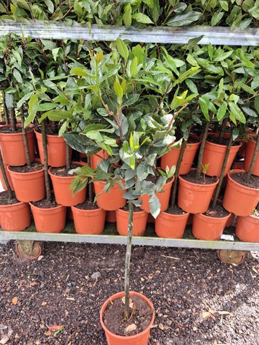 Laurus nobilis 50cm lollipop - nobilis,