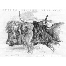 Prize Cattle - Highland Cow and Devon Cattle - Antique Print 1855