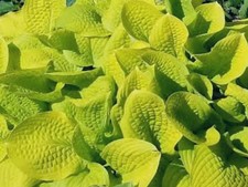 Hosta Sea Fire   (Pot Grown