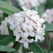 Daphne Hardy Flower Eternal