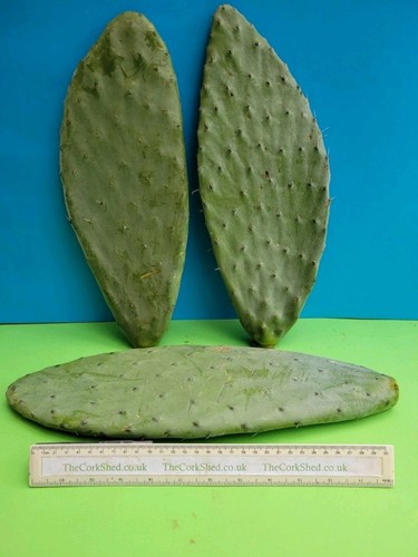 Giant 45cm opuntia - 30-,