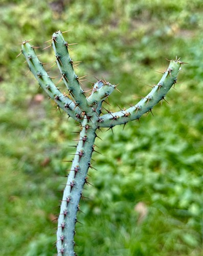 Euphorbia louwii rare species