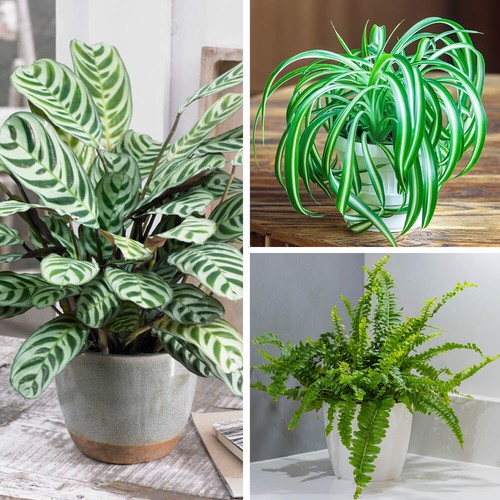 Pet friendly houseplants - pet-friendly, houseplants,