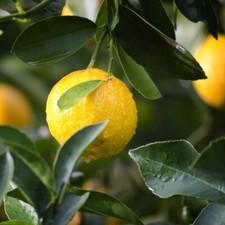 Lemon Bush 'Common'. 4L Plant