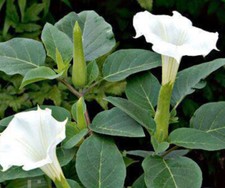 12 x Datura inoxia - WHITE