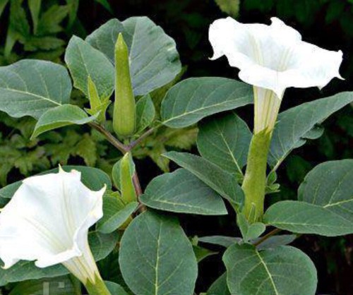 Datura inoxia white - datura,