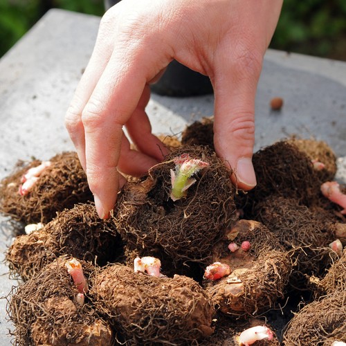 Begonia double summer - summer, tubers