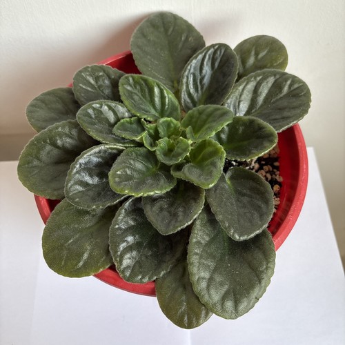 African violet indoor house - african, house/