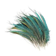 10x Natural Peacock Tail