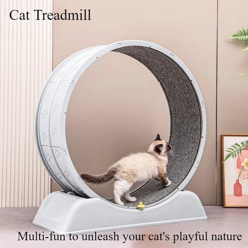Cat exercise wheel treadmill - exercise,