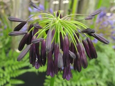 Agapanthus var  'GRAS kop'