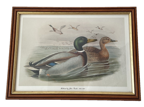 Professionally framed mallard - professionally,