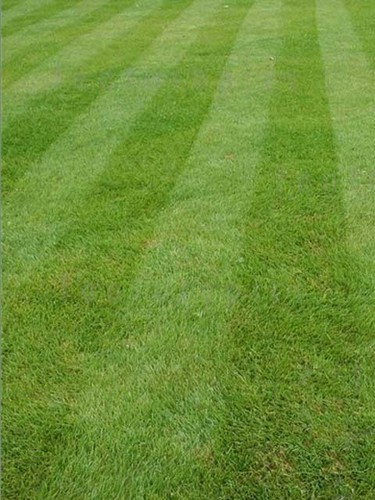 1kg hard wearing grass - grass, seed