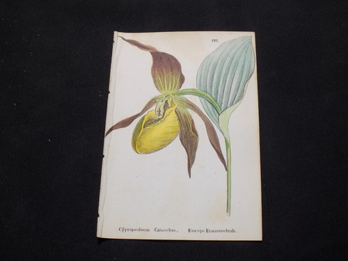1867 alpine flower print - print,
