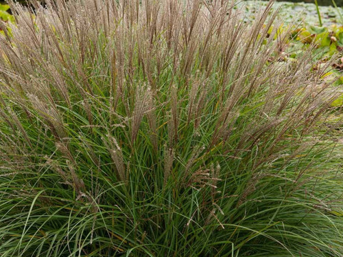 Silver grass miscanthus - -,