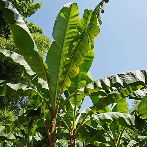Exotic large leaf - large,